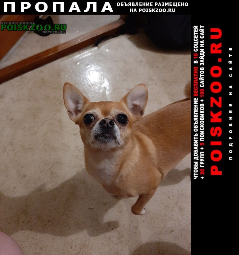 Чихуахуа тупомордые