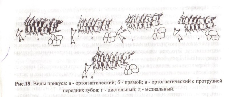 Правильный прикус у лабрадора