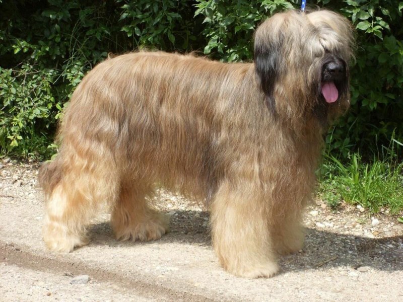 Briard Dog