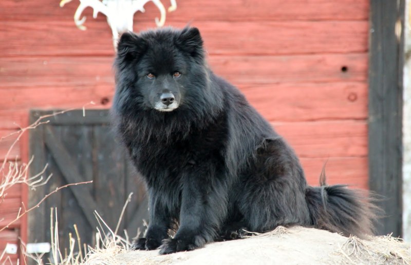 Sable Wolf