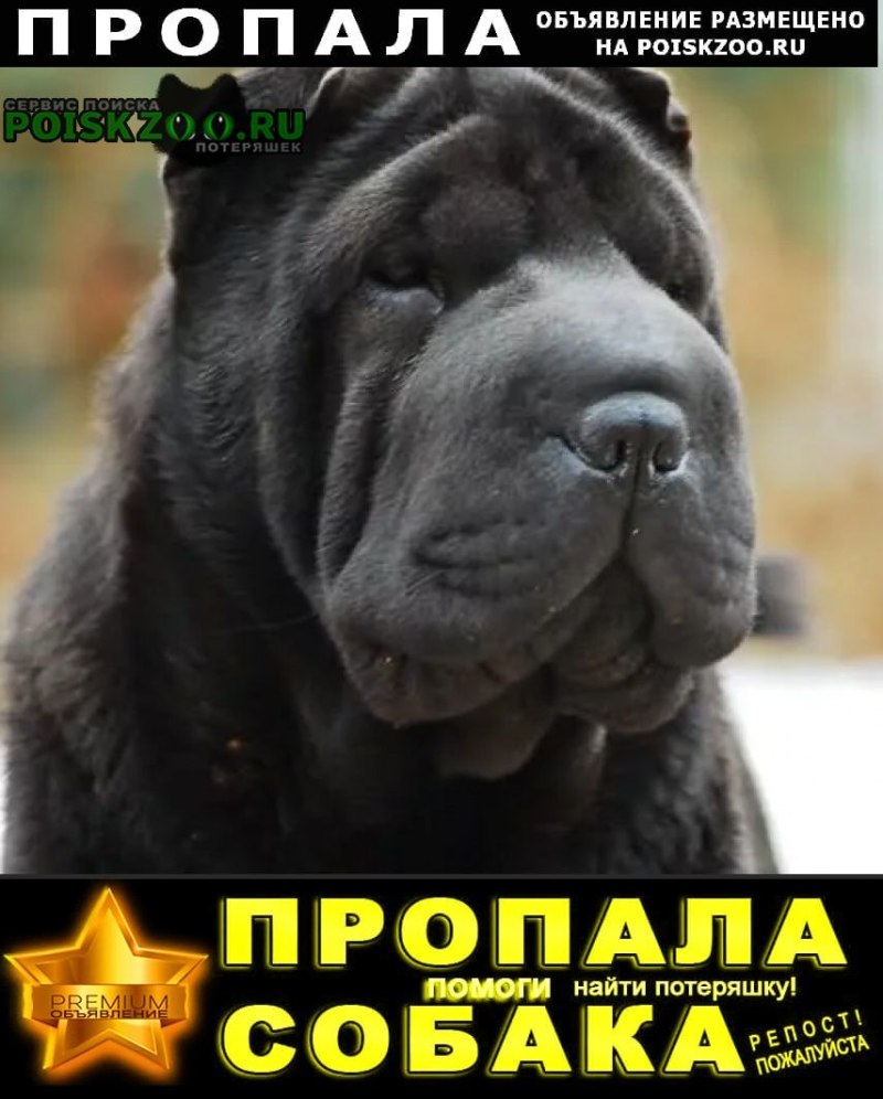 Шарпей черный