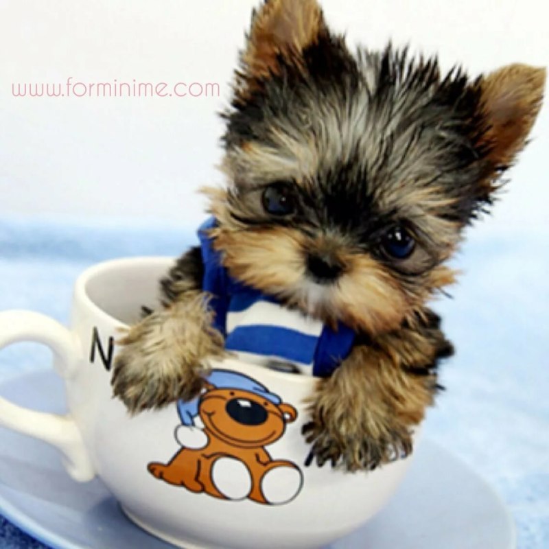 Mini Teacup Puppy