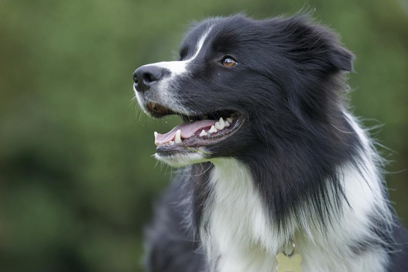 RUTAGOR Collie