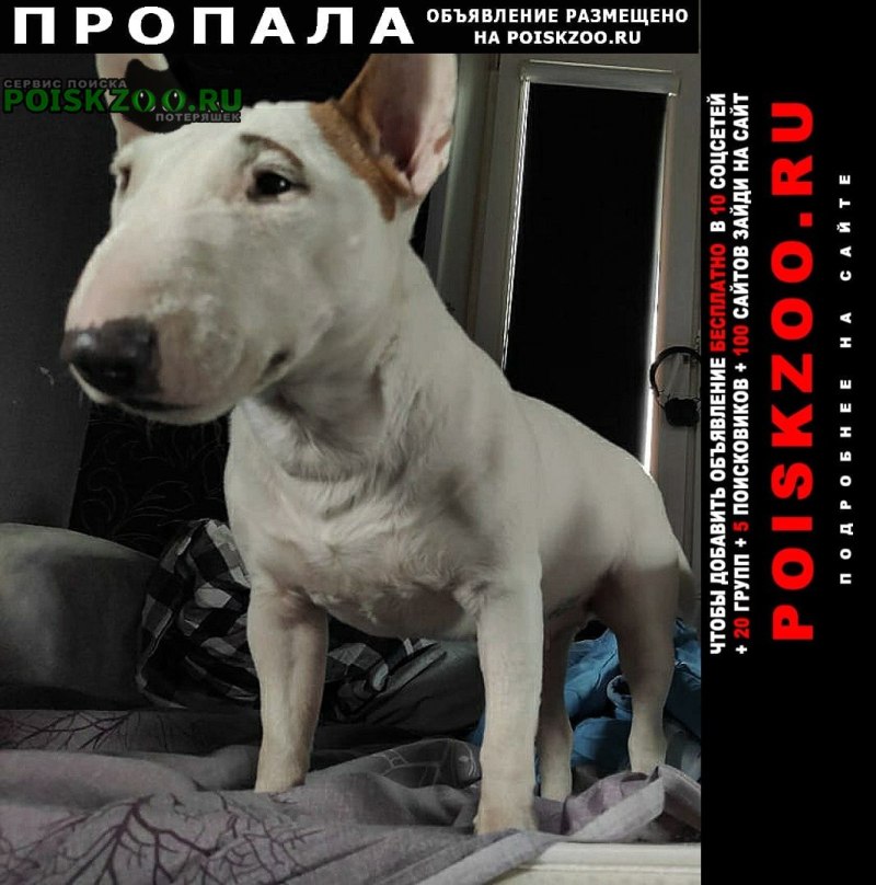 Пропала собака бультерьер