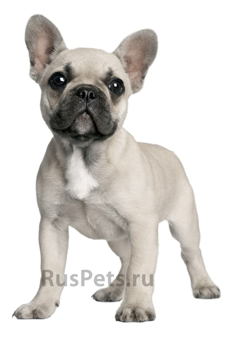 Французский бульдог