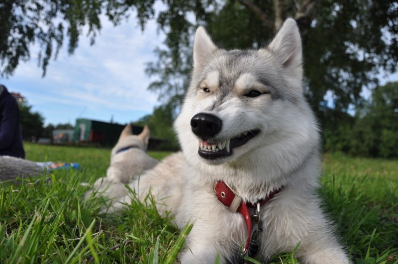 Хаски добрые
