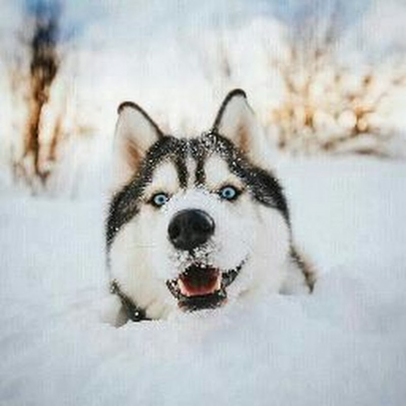 Хаски добрые