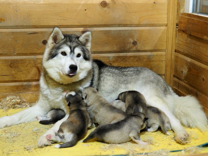 Хаски короткошерстные