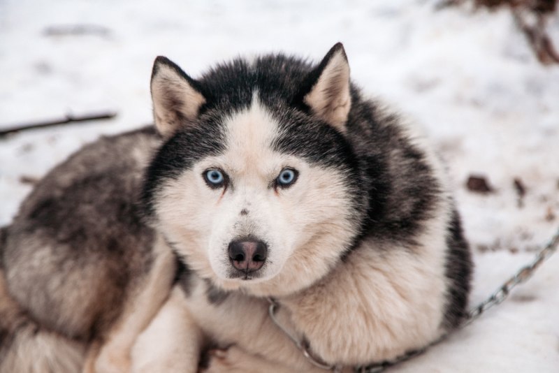 Хаски Siberian