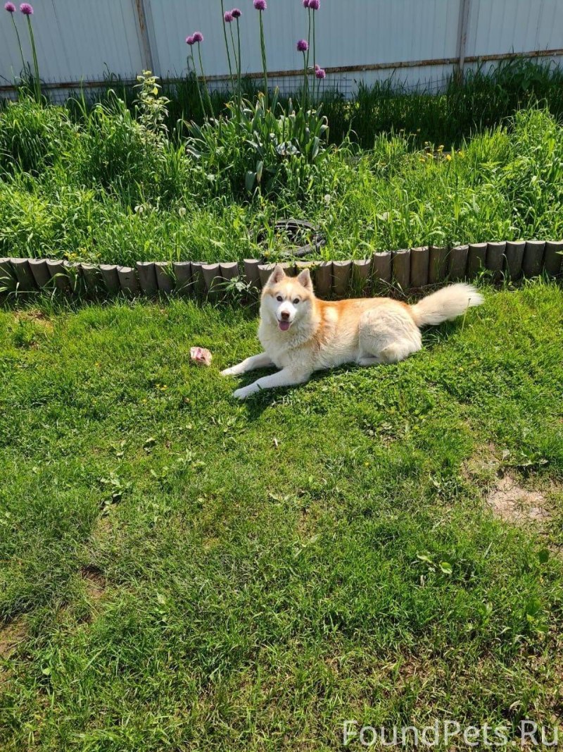 Щенки хаски