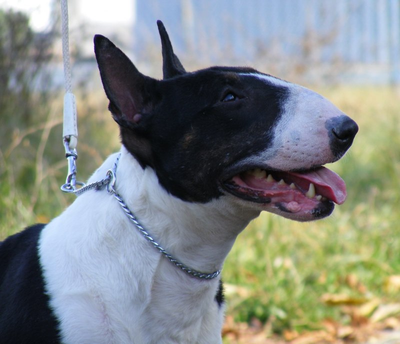 Bull Terrier Kennel