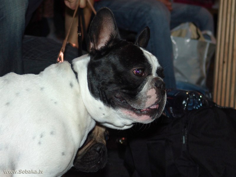 Cream French Bulldog