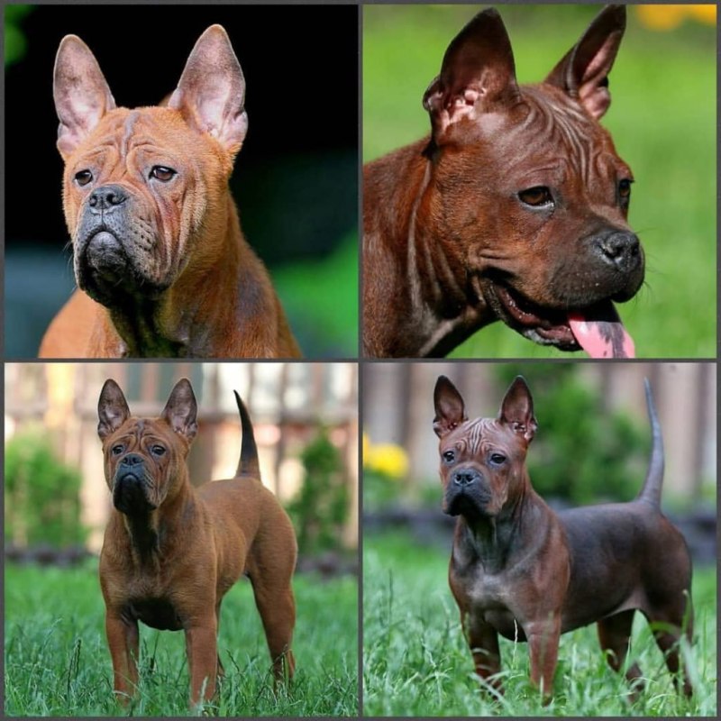 Chinese Chongqing Dog китайский Чунцин