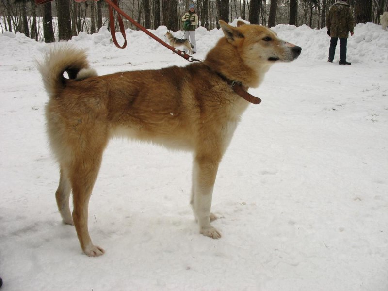 Лайки ЗСЛ рыжие