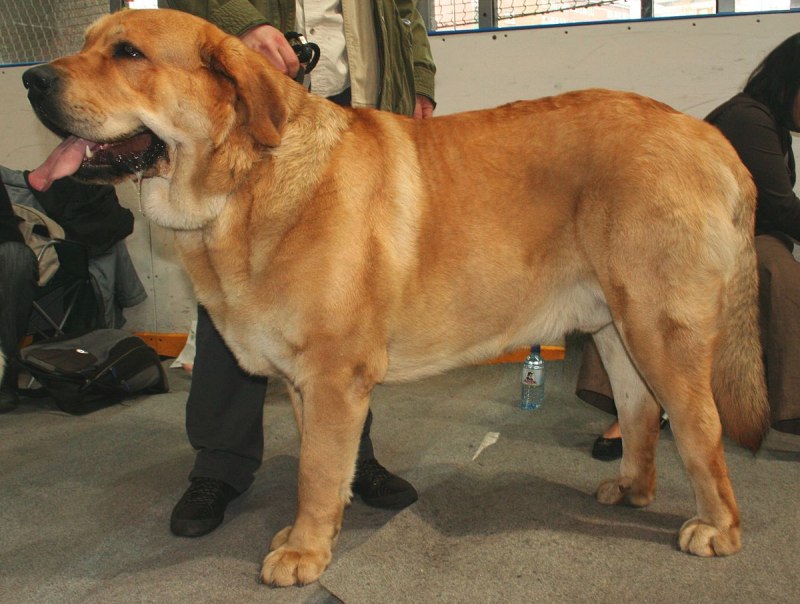 Канис фамилиарис