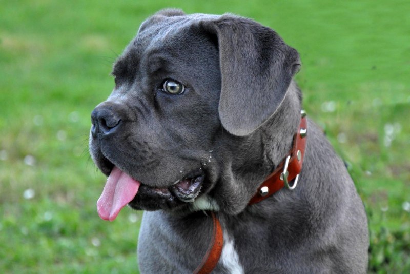 Cane Corso mouth
