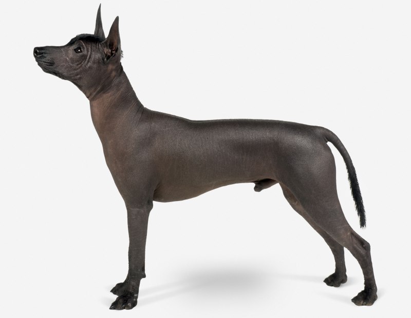 Порода собак Mexican hairless