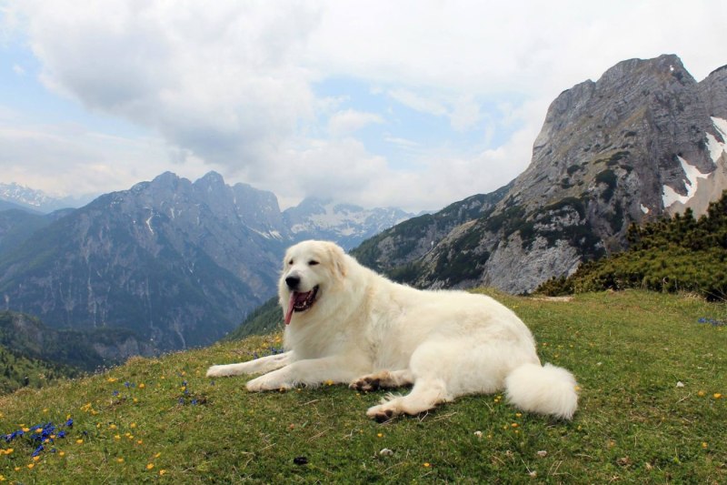 Great Pyrenees порода