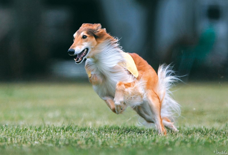 Silken Windhound порода