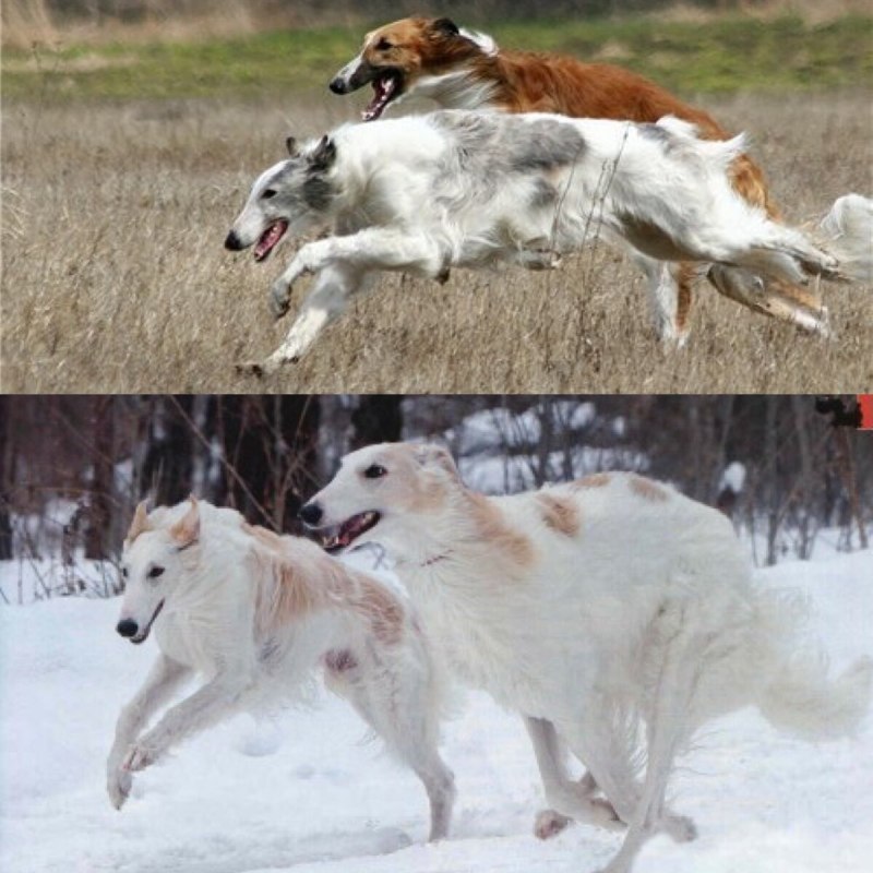 Русская псовая борзая скорость