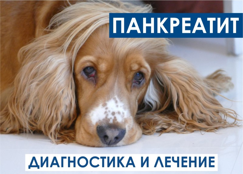 Причина гастрита у собак лечение