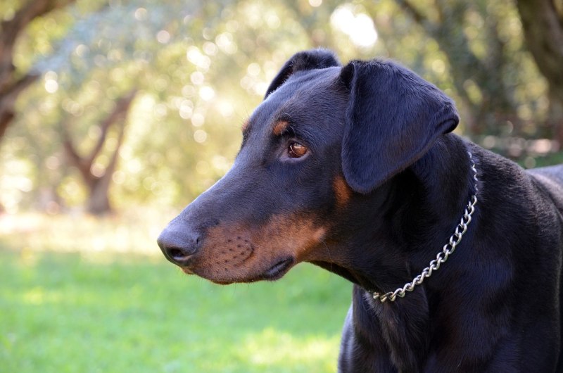 Caine Doberman