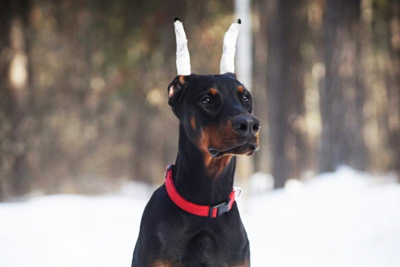 Щенок добермана белый