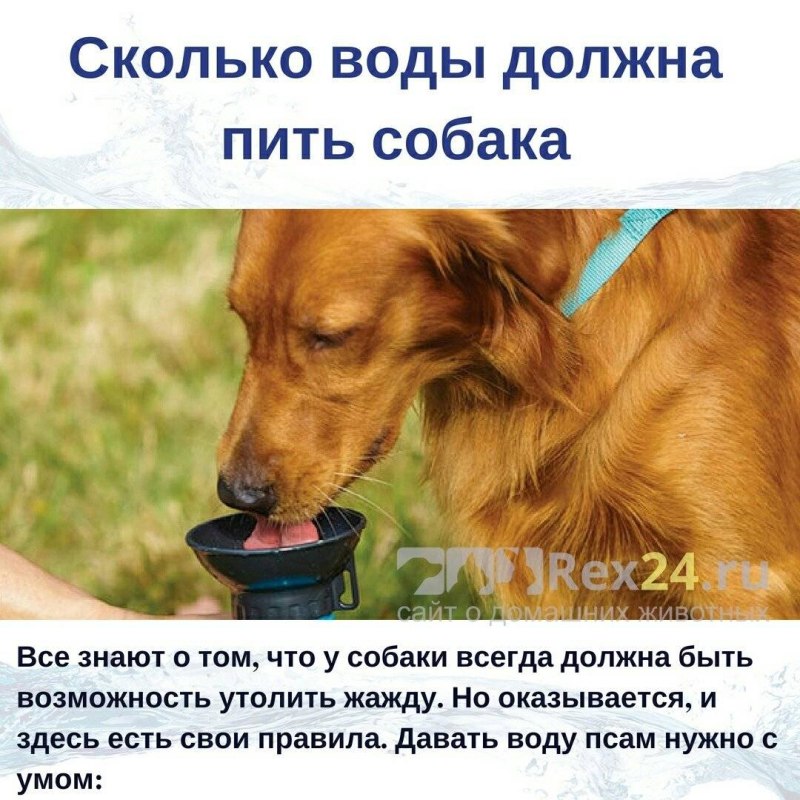 Сколько воды нужно собаке