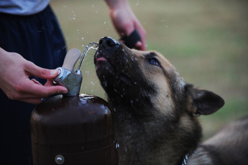 Собачья вода