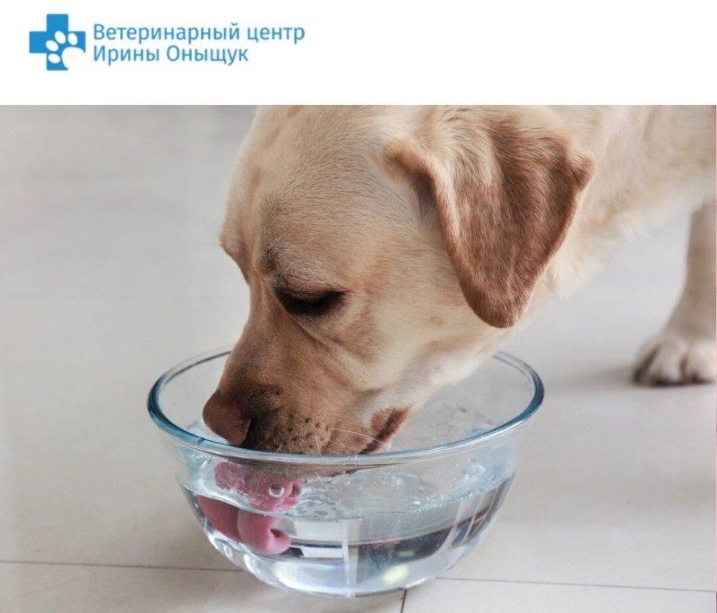 Щенок пьет из стакана