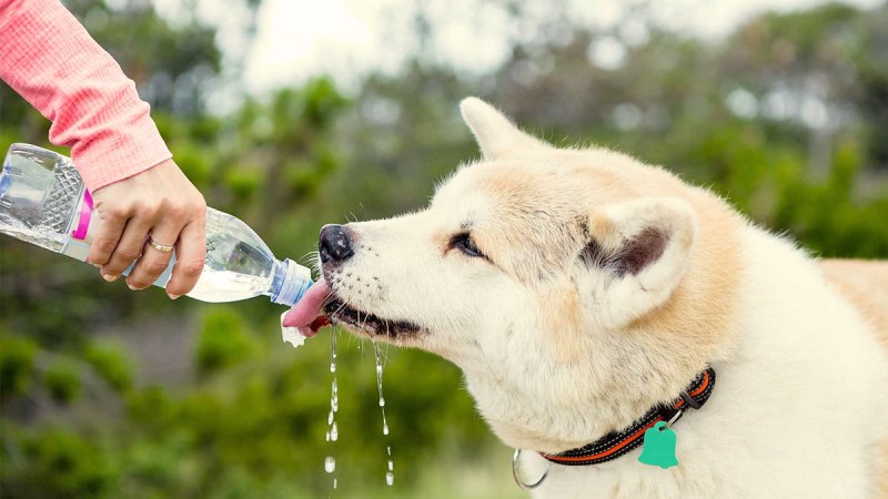Питьевая вода для собак