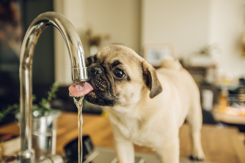 Мопс пьет воду