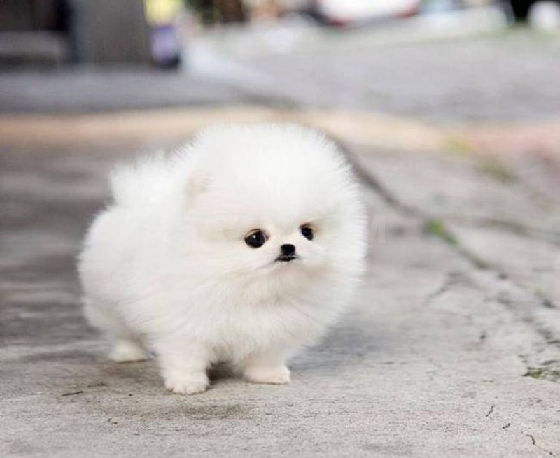 Teacup Pomeranian порода