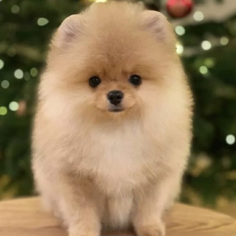 Чистокровный померанский шпиц