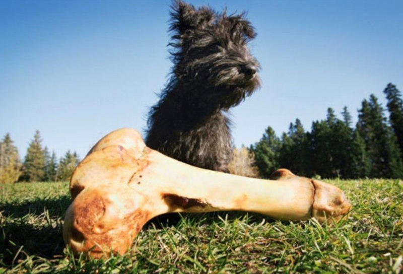 Добавка в корм NATURVET coprophagia Stool eating Deterrent Soft Chews