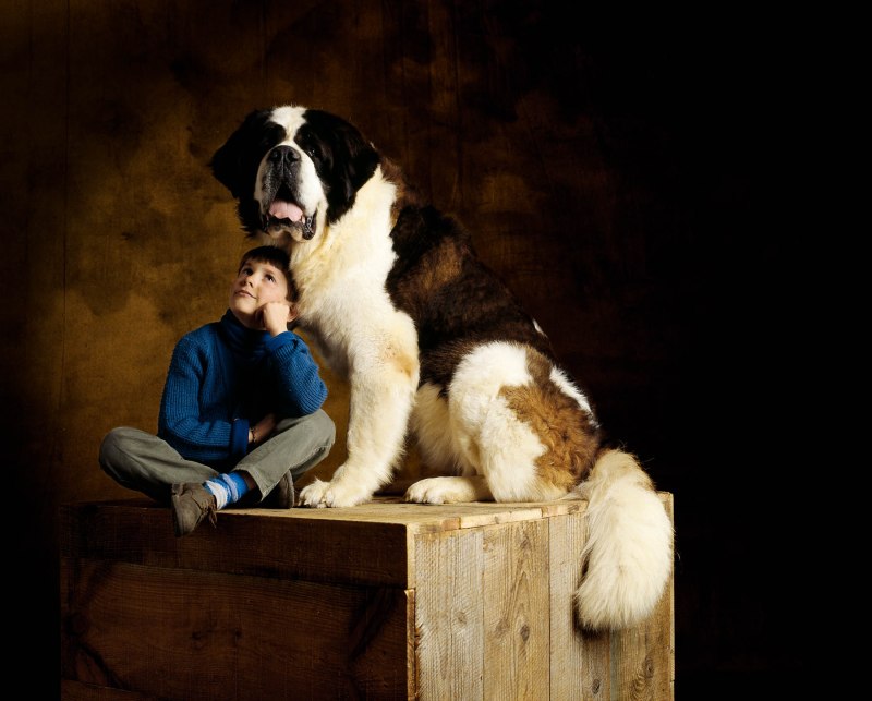 Saint Bernard Lincoln