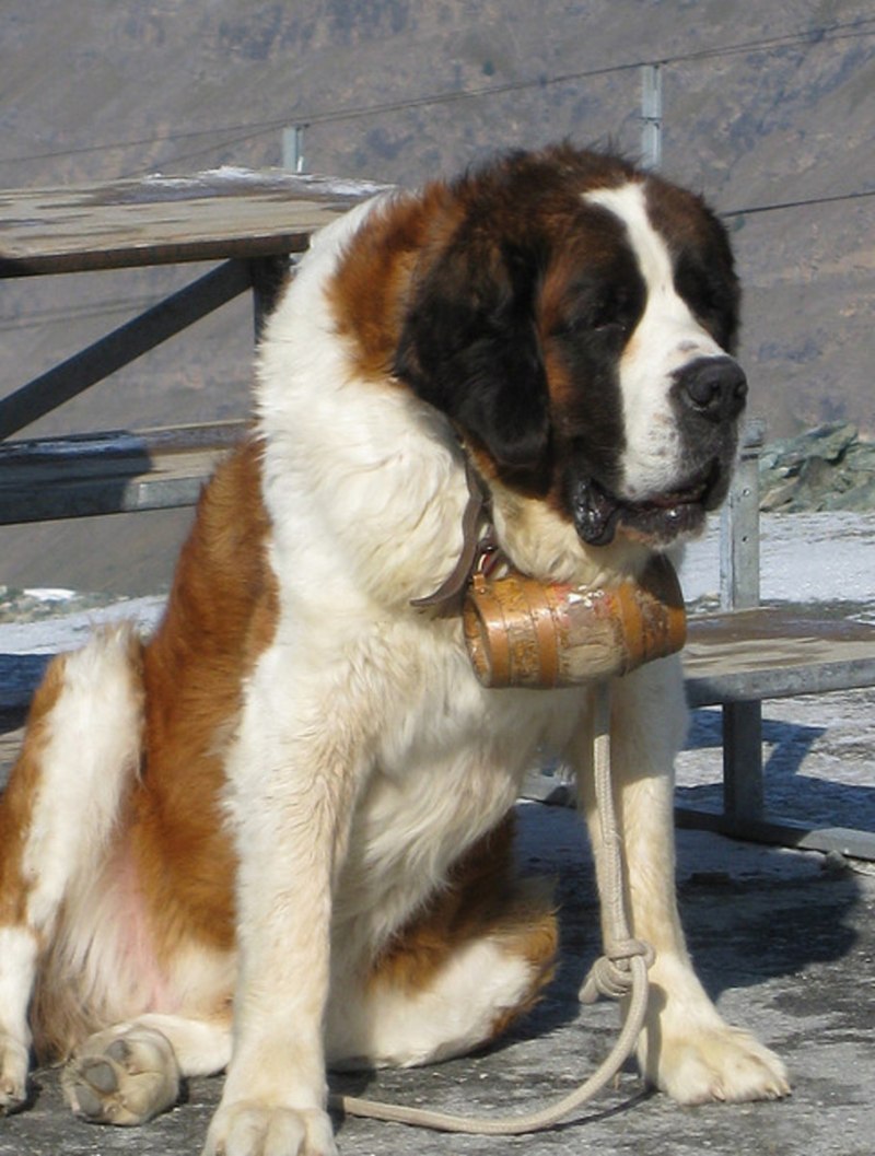 Сенберна́р (фр. Saint-Bernard, нем. Bernhardiner)