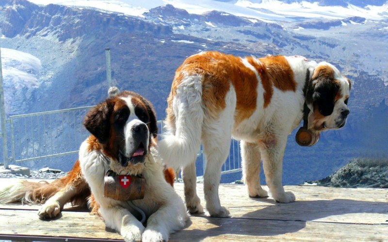 Saint Bernard фильм 2013