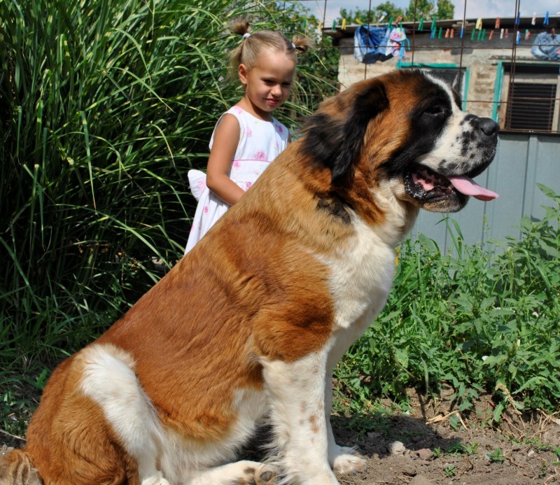 Длинношерстный Сенбернар вес