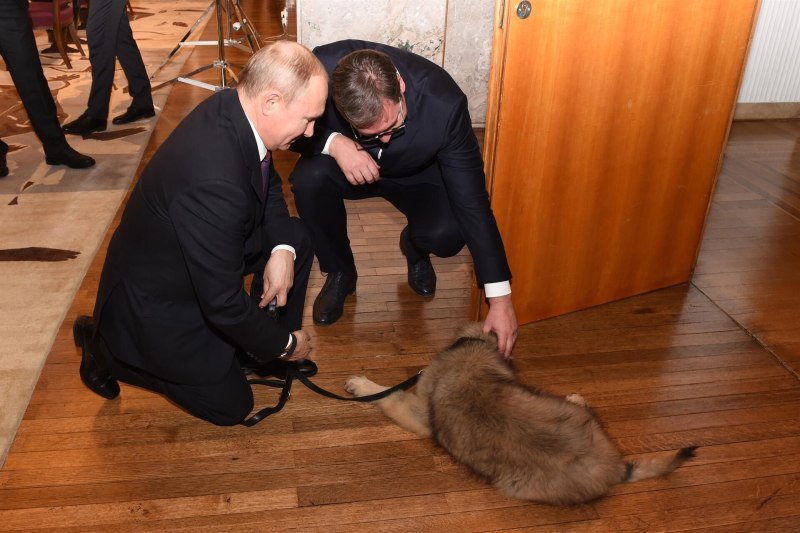 Шарпланинская овчарка Путина