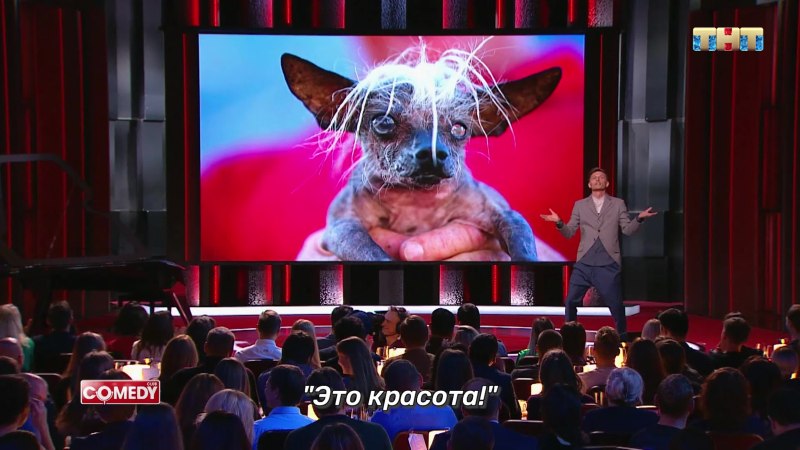 Пес Паша Путина