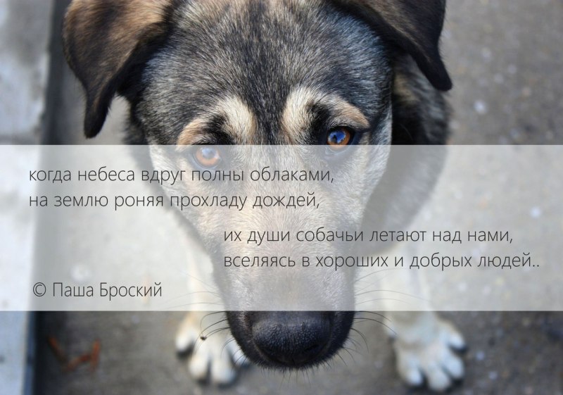 Нинкен Какаси