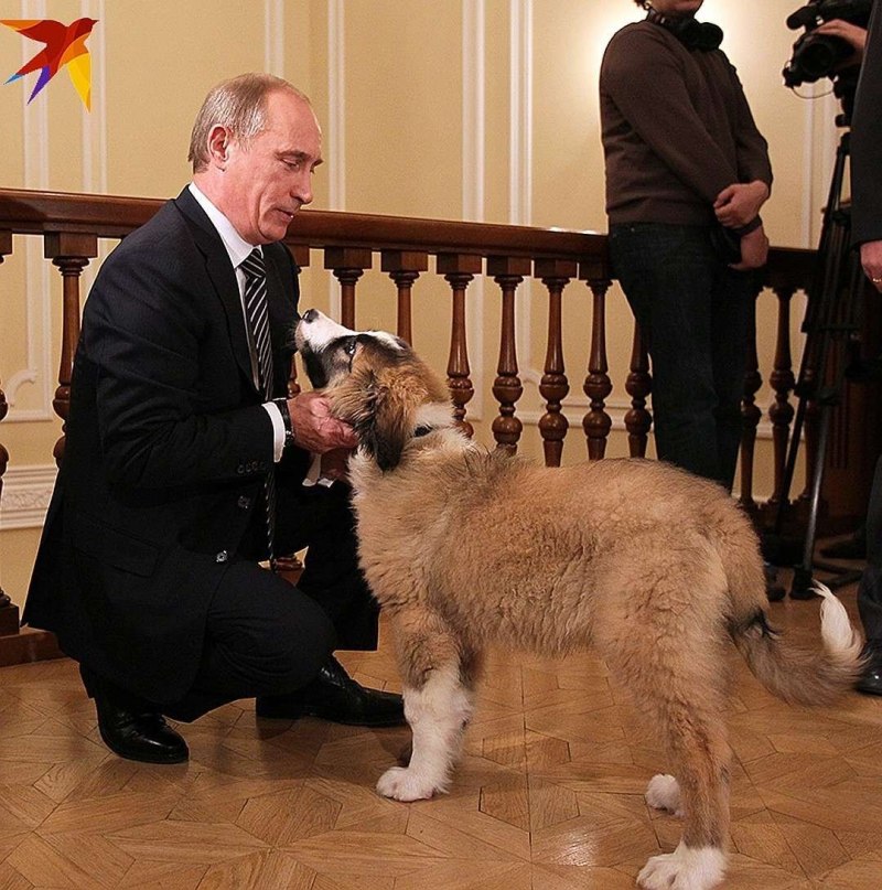 Кутенок трёхцветный