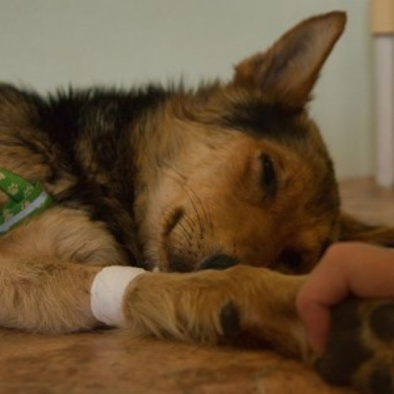 Euthanize aggressive Dog at Home
