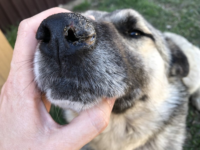 Собака лежит на животе