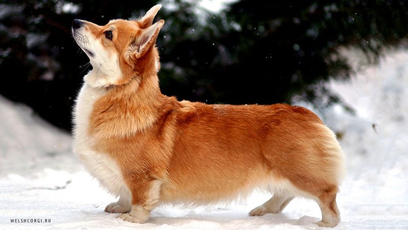 Шотландская овчарка корги