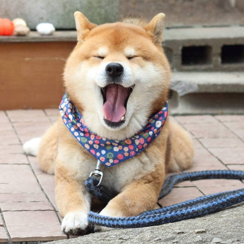 Сиба ину