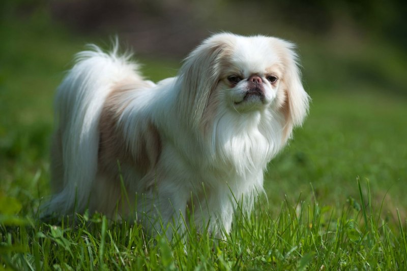 Померанский шпиц Boo