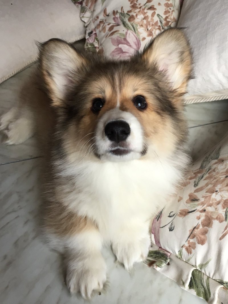 Вельш корги кардиган флаффи