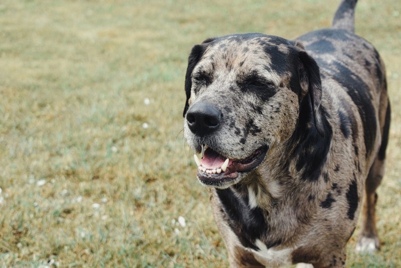 Catahoula Leopard Dog Hunt